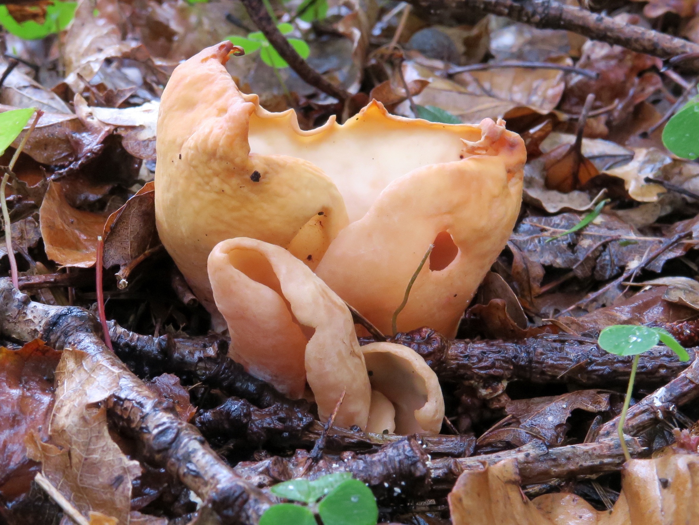 Hazenoor of varkensoor